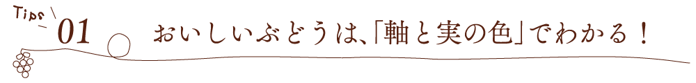 【Tips01】おいしいぶどうは、「軸と実の色」でわかる!
