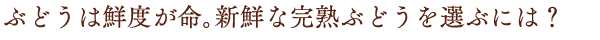 ぶどうは鮮度が命。新鮮な完熟ぶどうを選ぶには？