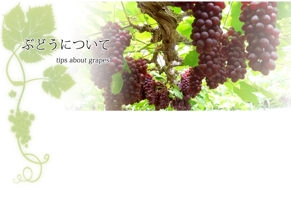 ぶどうについて(tips about grapes)