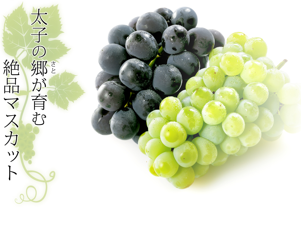 太子の郷（さと）が育む絶品マスカット